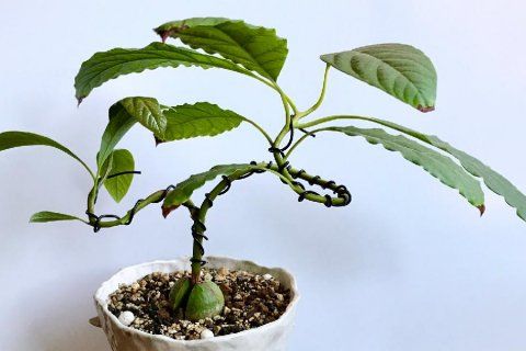 как вырастить авокадо красиво